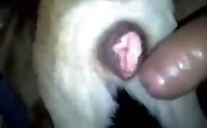 Comendo a xoxota greluda da namorada sem camisinha - guy fucks animal, zoophilia fuck porn