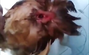 guy fucks animal, fucking with animals